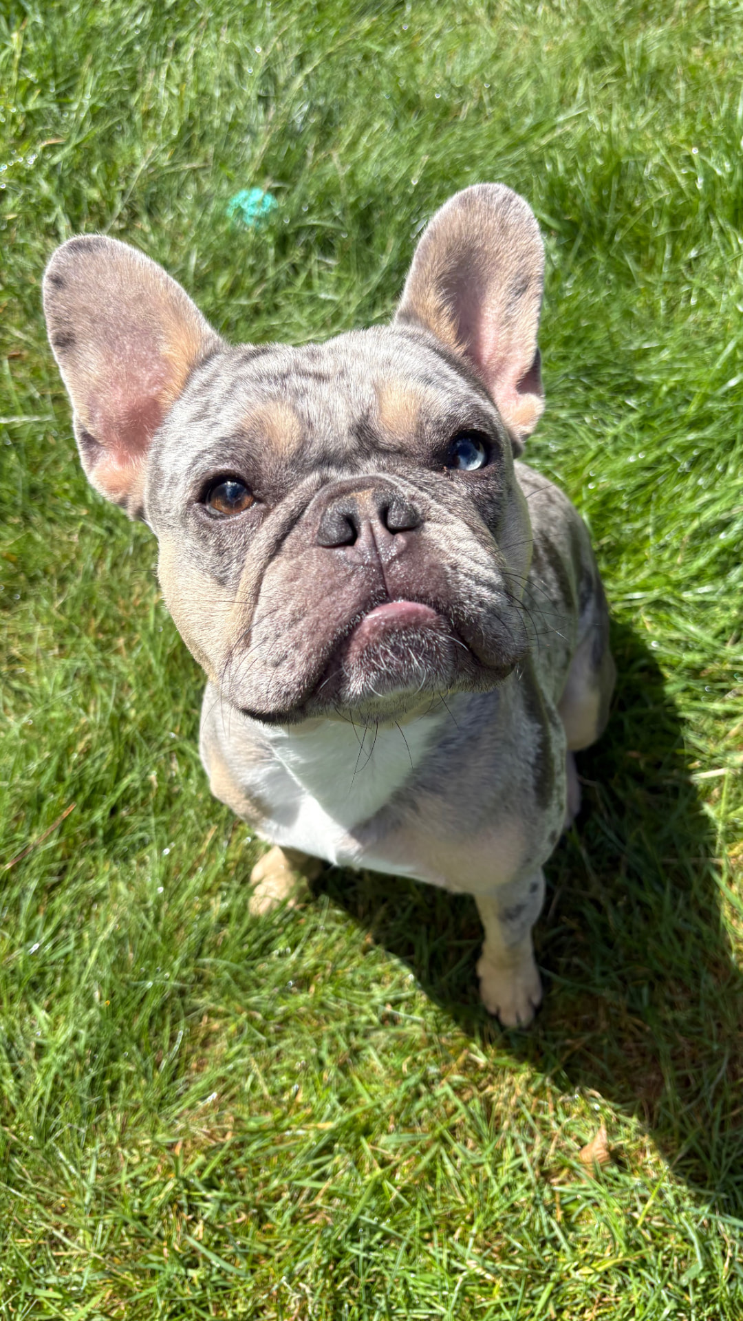 Merle French bulldog looking up from the grass