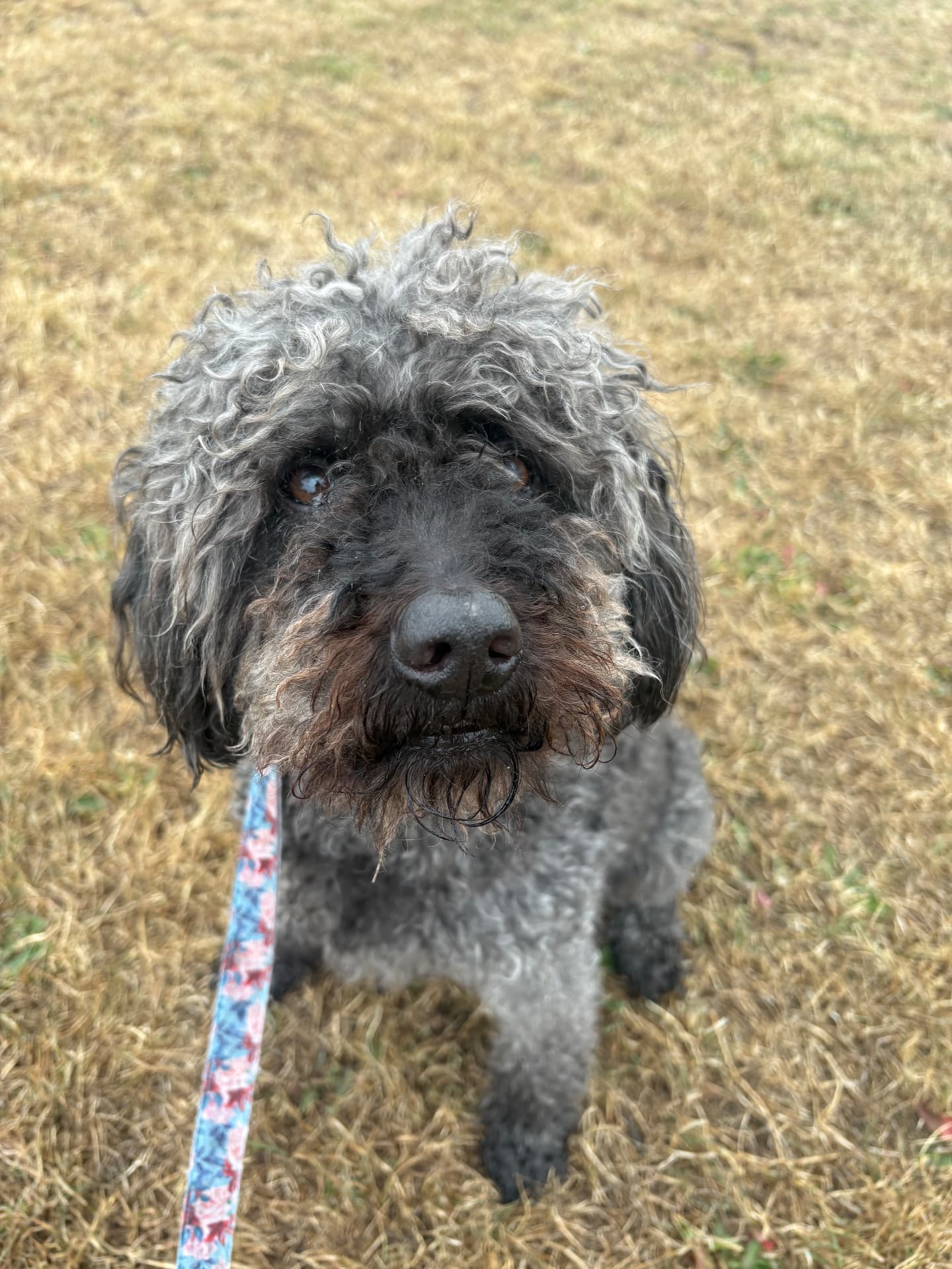 Curly grey dog standing on grass