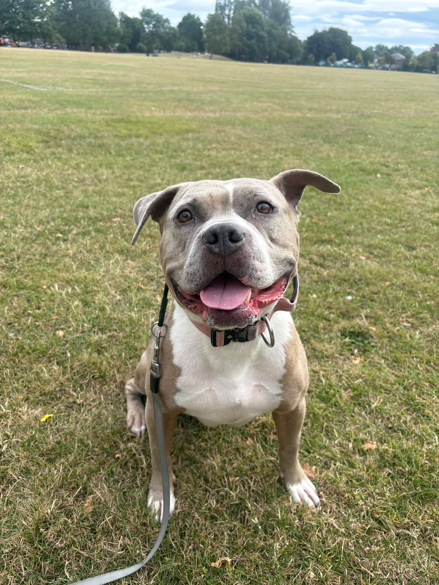 Smiling Staffie cross sitting in a field