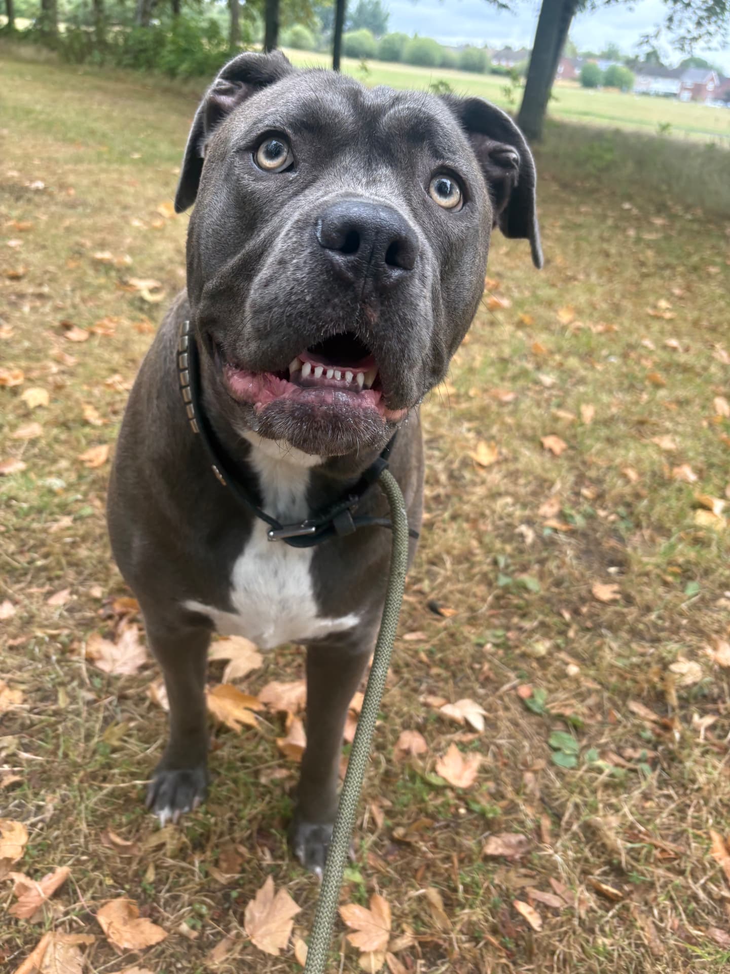 Dark grey dog standing on grass