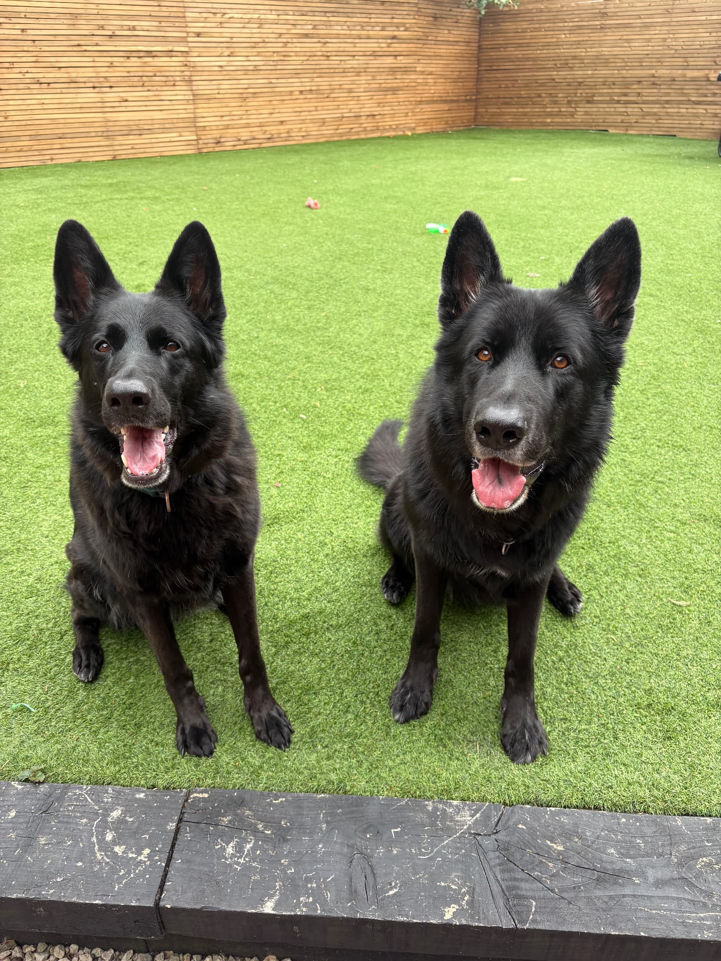Two black shepherd dogs sitting together
