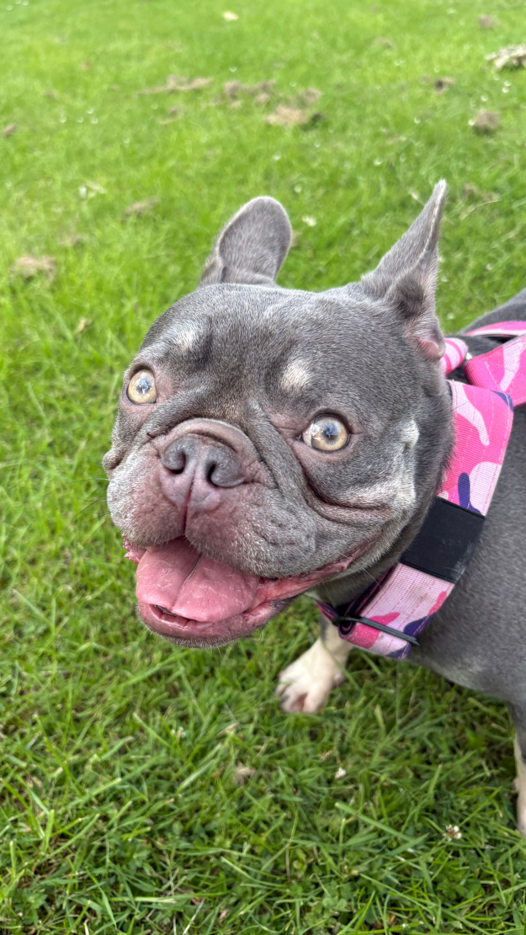 Grey French bulldog in a pink harness