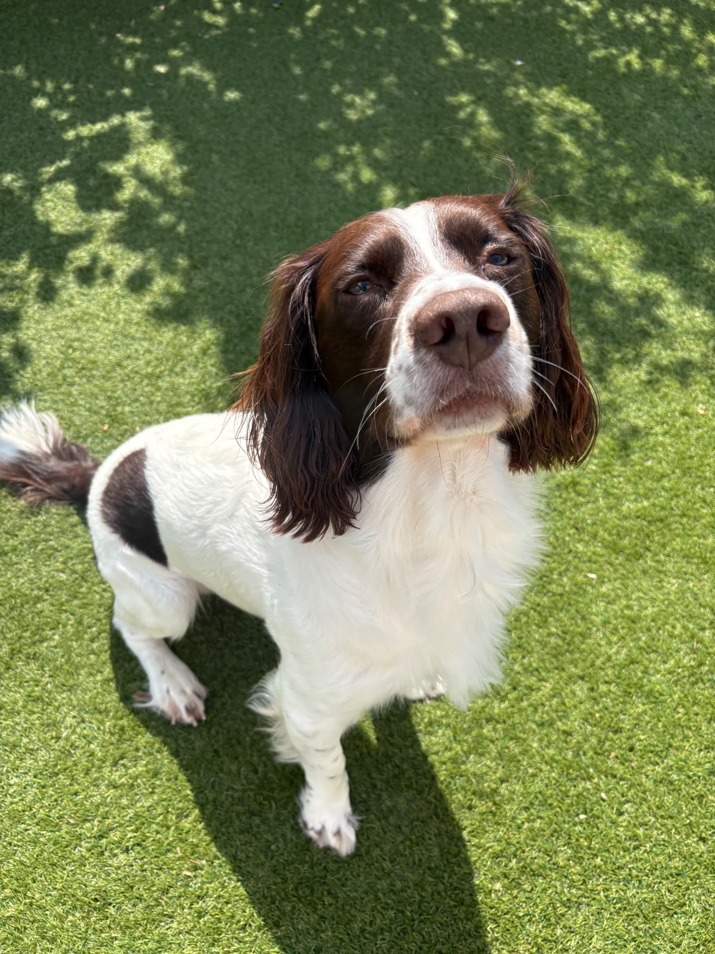 Brown and white spaniel sitting on grass
