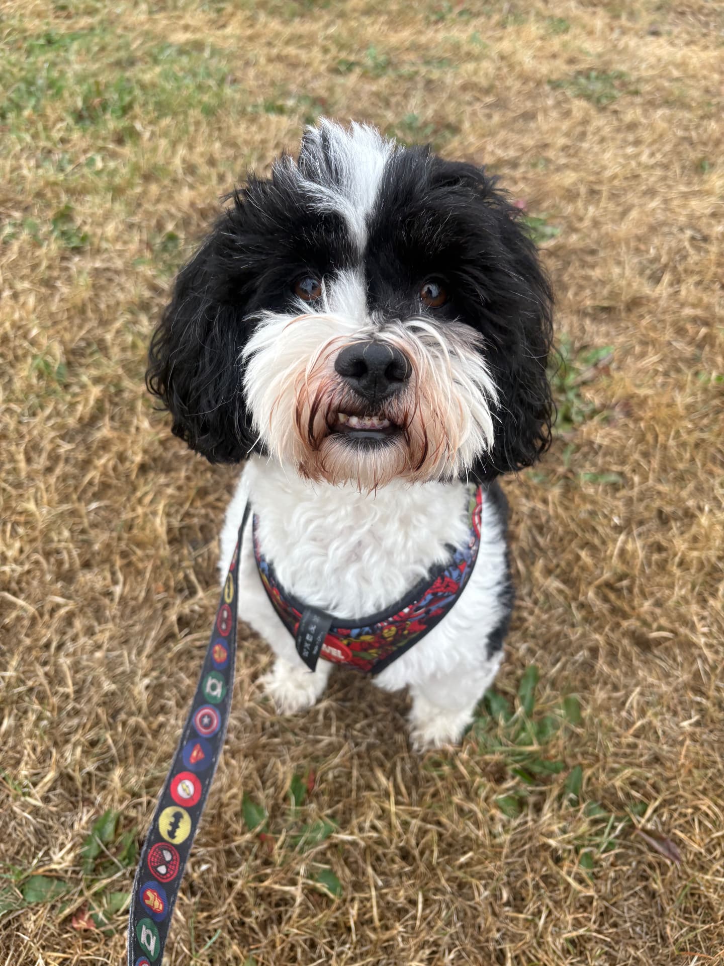 Black and white fluffy dog standing outdoors