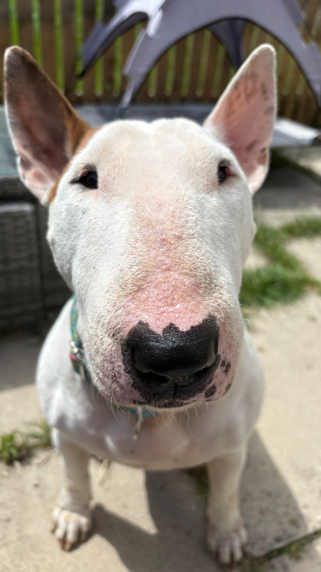 English Bull Terrier looking up at the camera