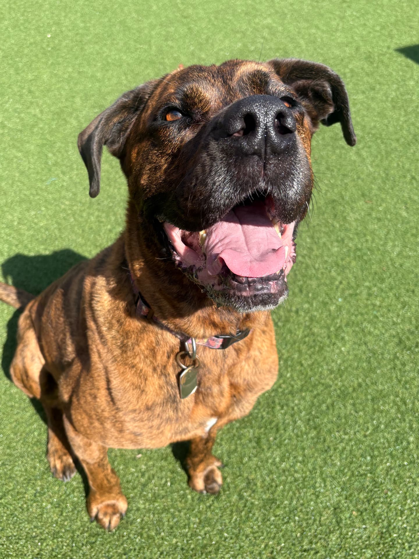 Brindle dog grinning on artificial grass