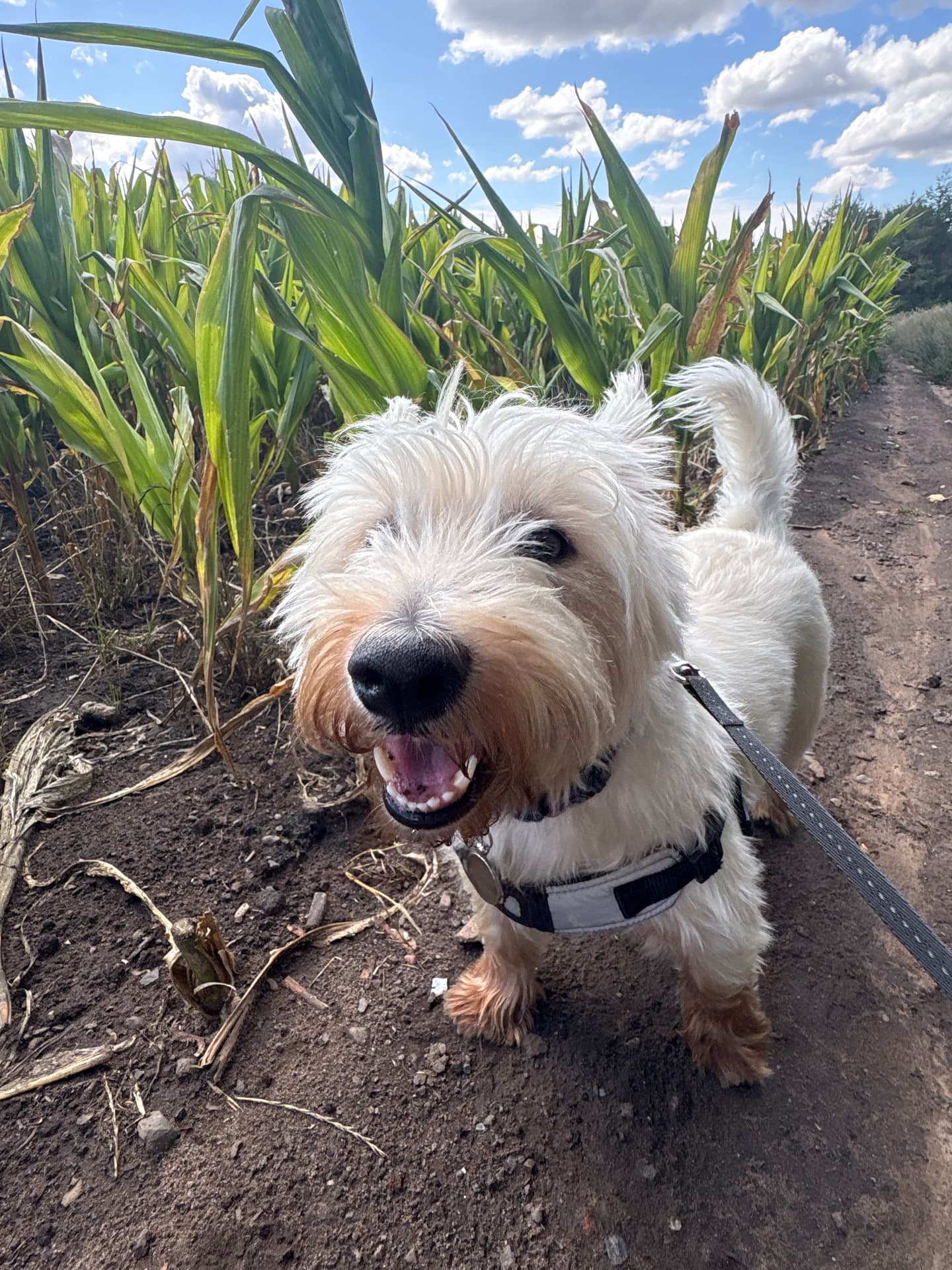 Small white dog out on a walk