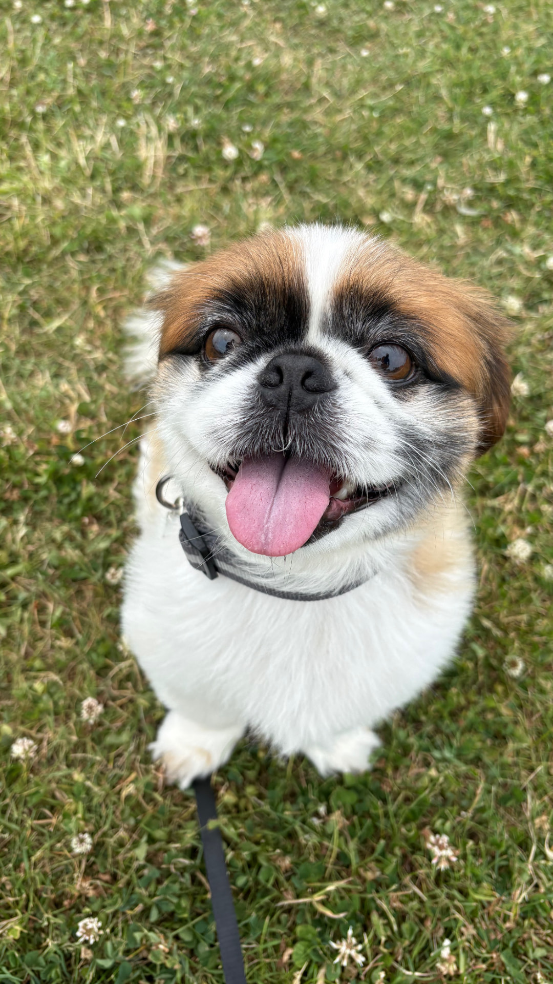 Small brown and white dog smiling on the grass