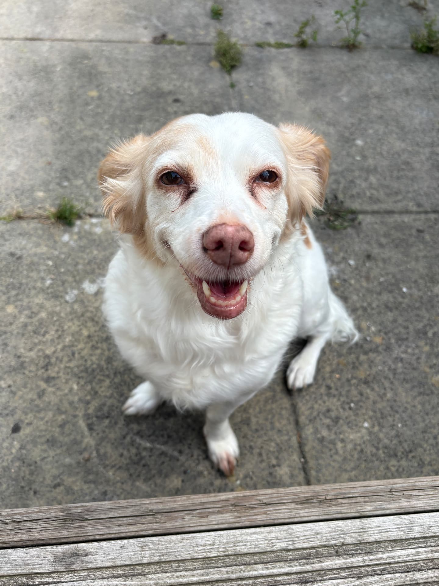 White and ginger dog smiling up at the camera