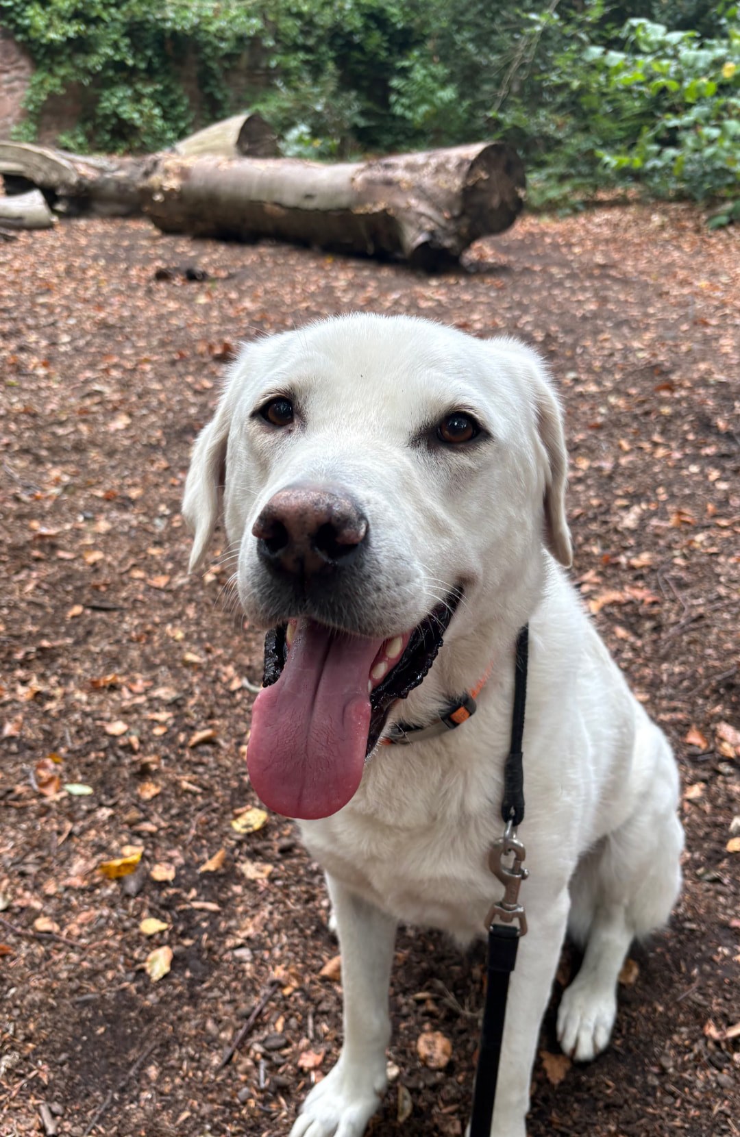 White dog sitting on a woodland path