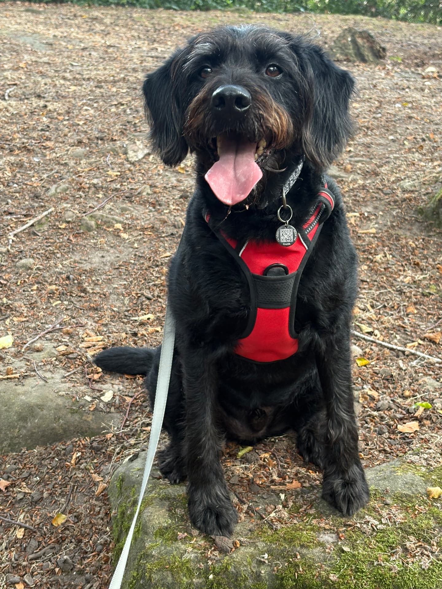 Black curly dog in a red harness