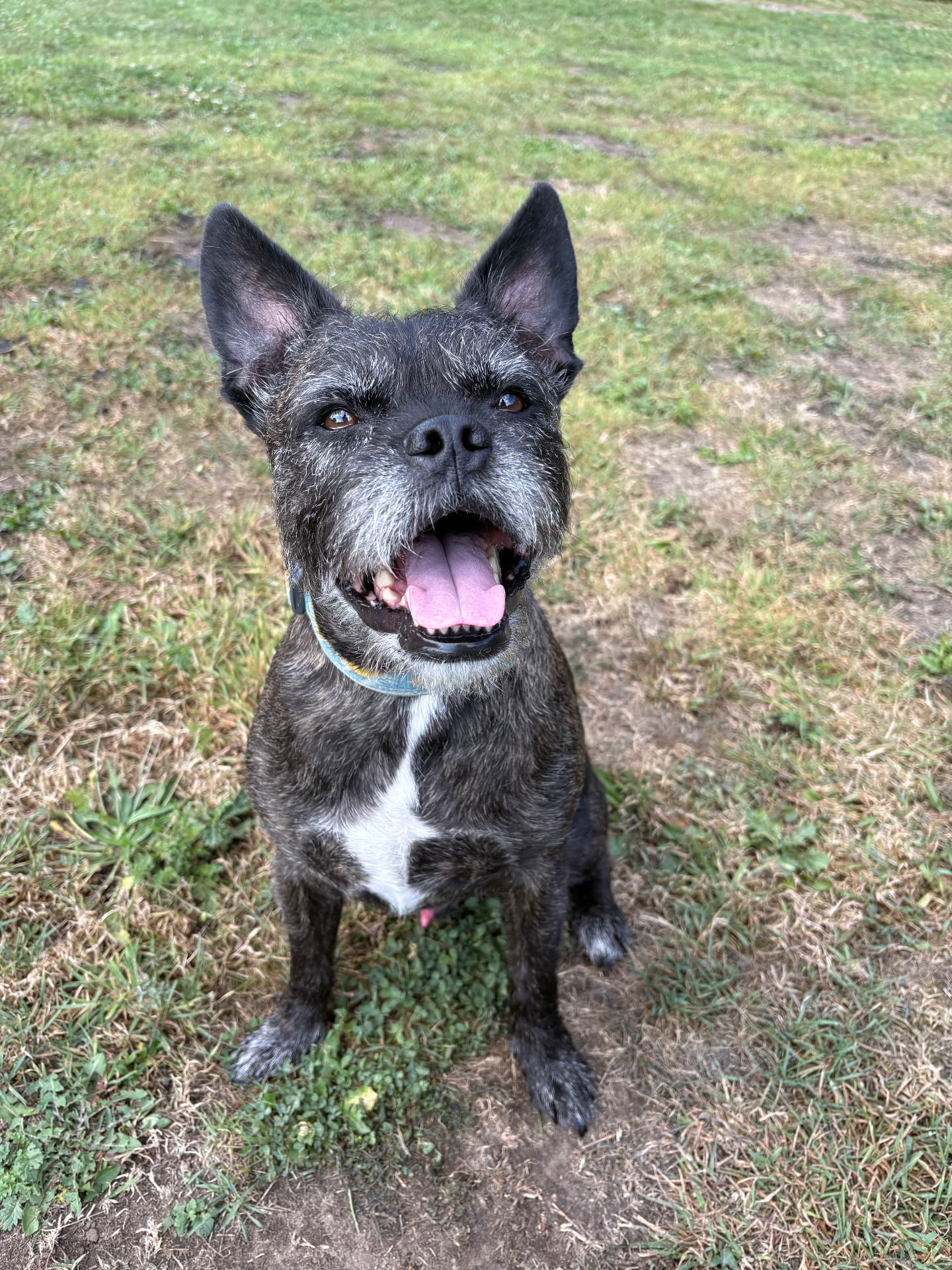 Happy dark brindle terrier sitting on a walk