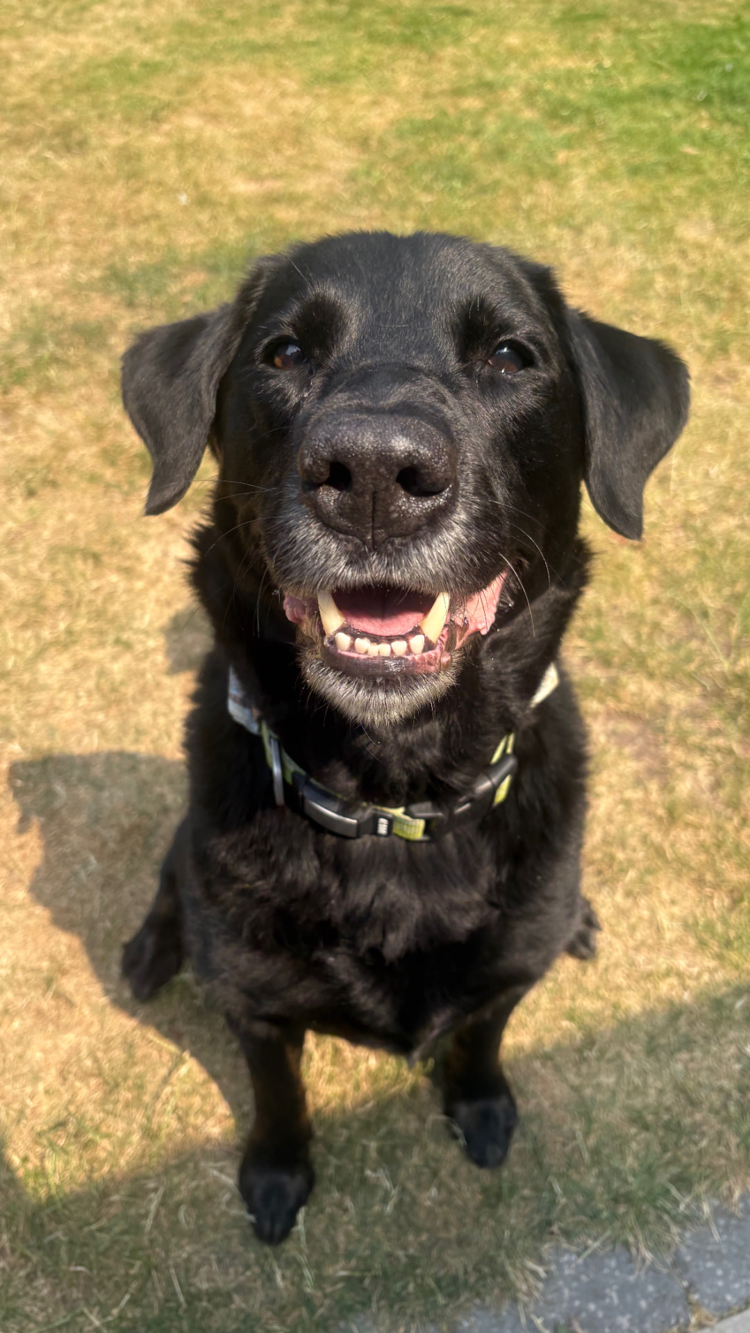 Black Labrador sitting on dry grass