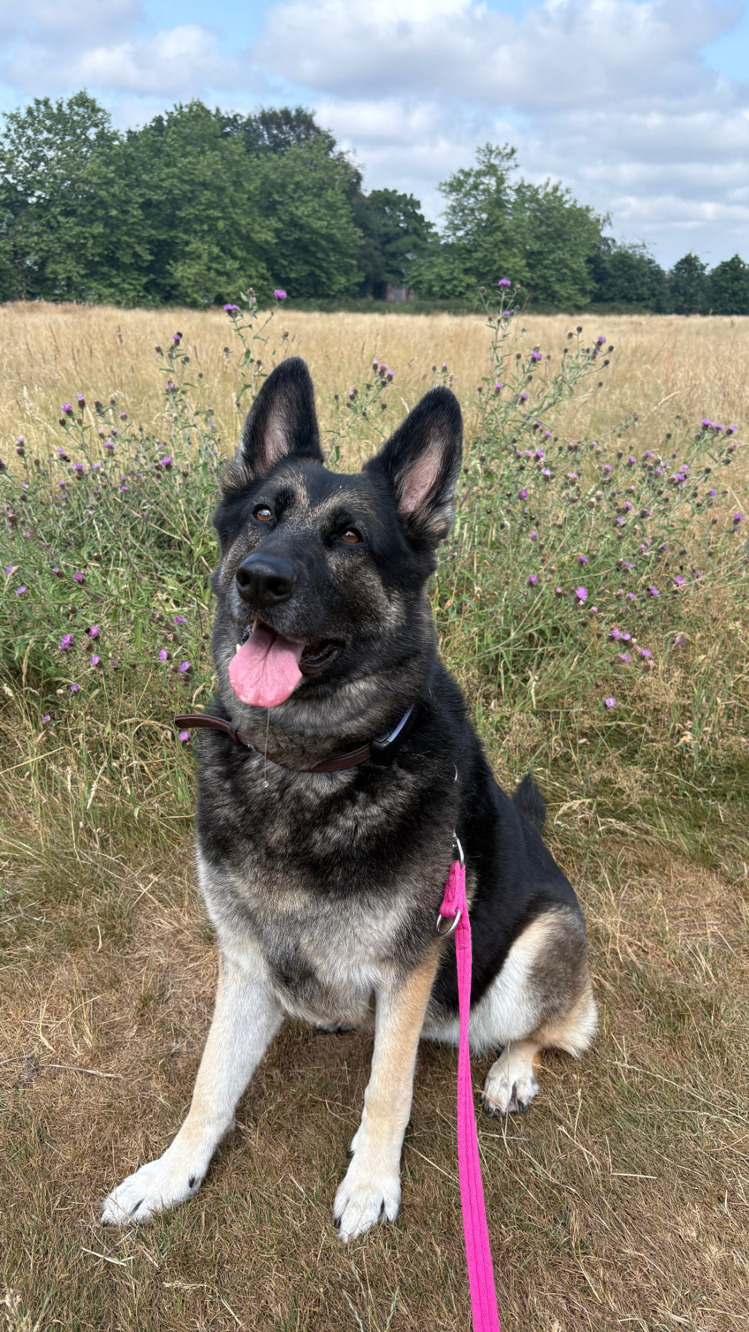 German Shepherd sitting in a meadow