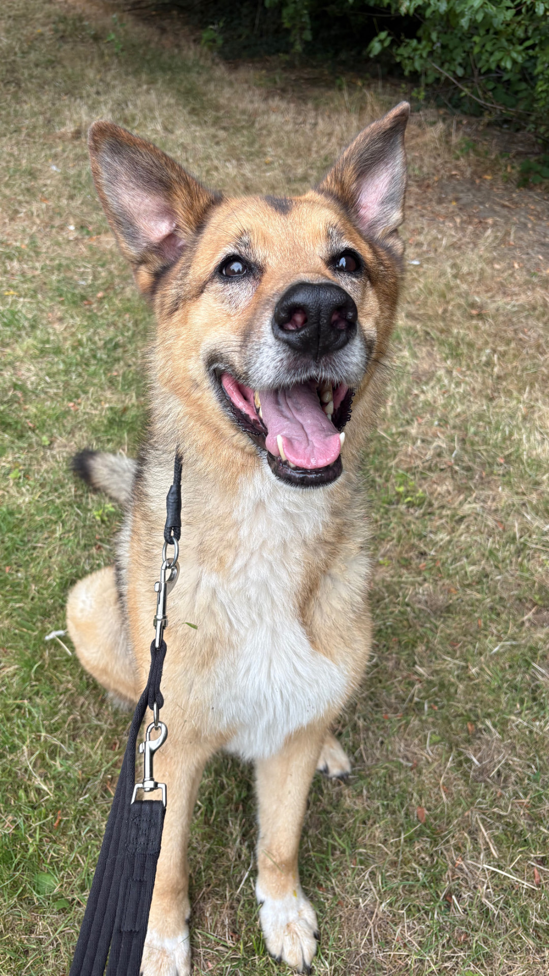 Tan shepherd cross grinning on a walk