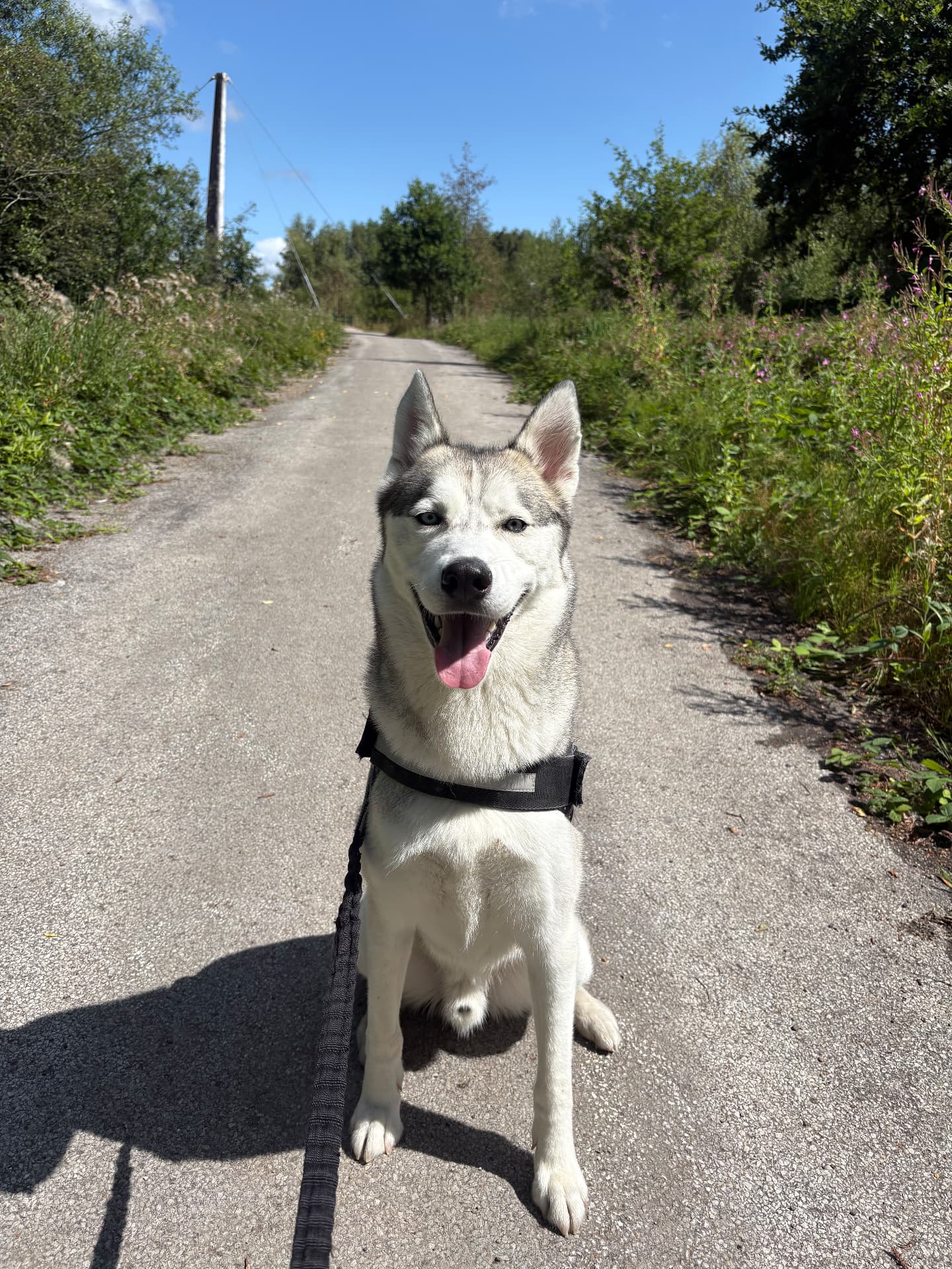 Husky sitting on a sunny country path