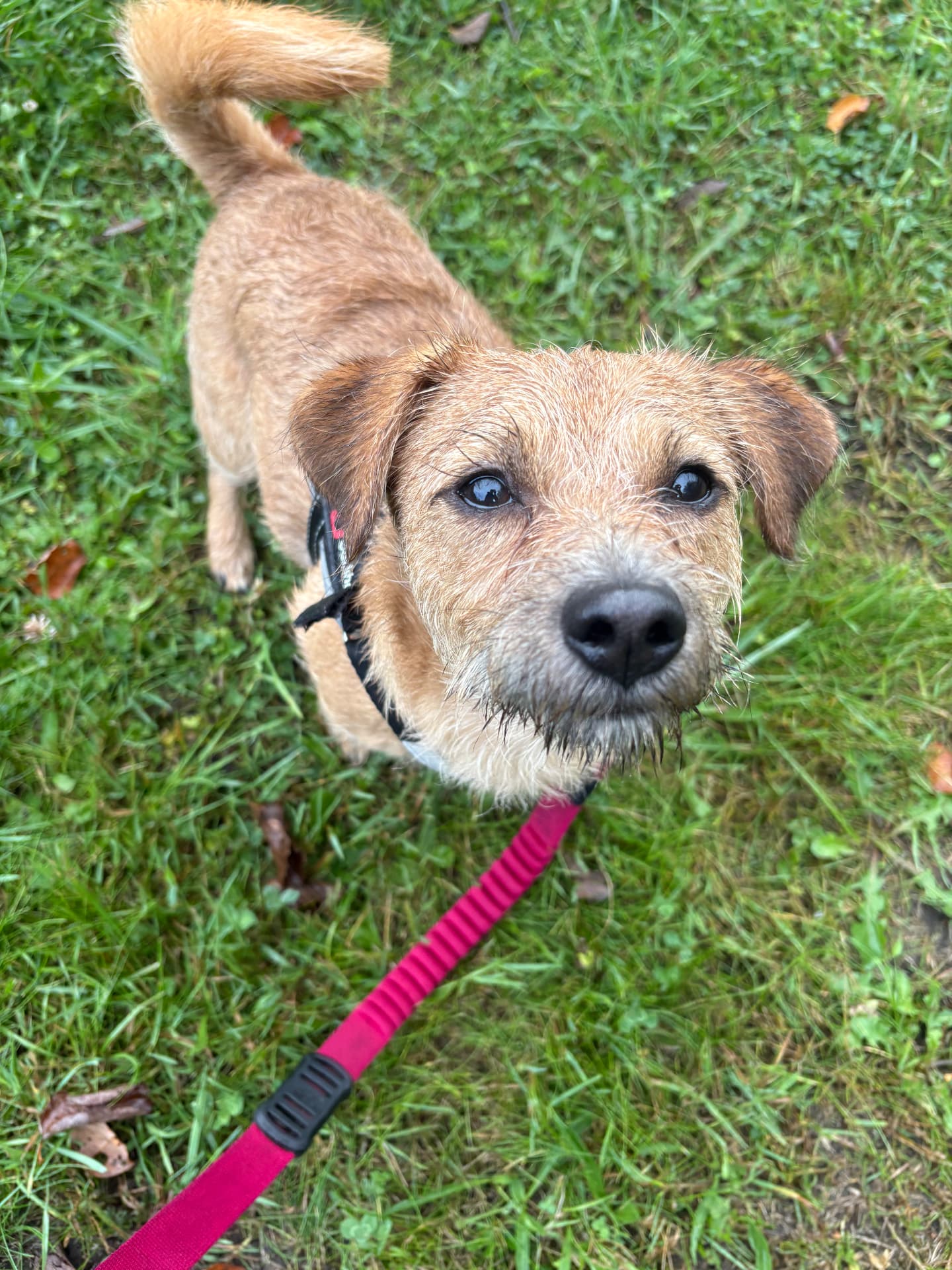 Small tan dog looking up during a walk