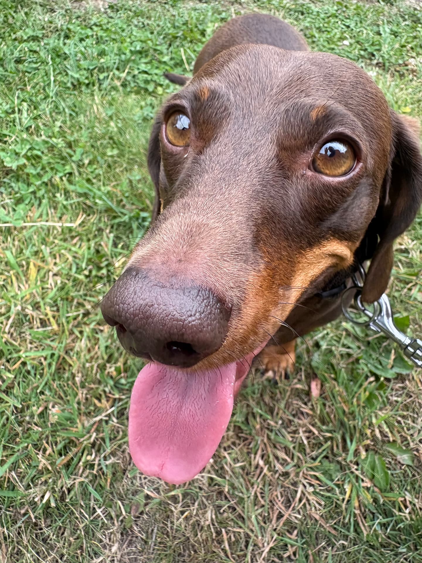 Chocolate dog leaning into the camera