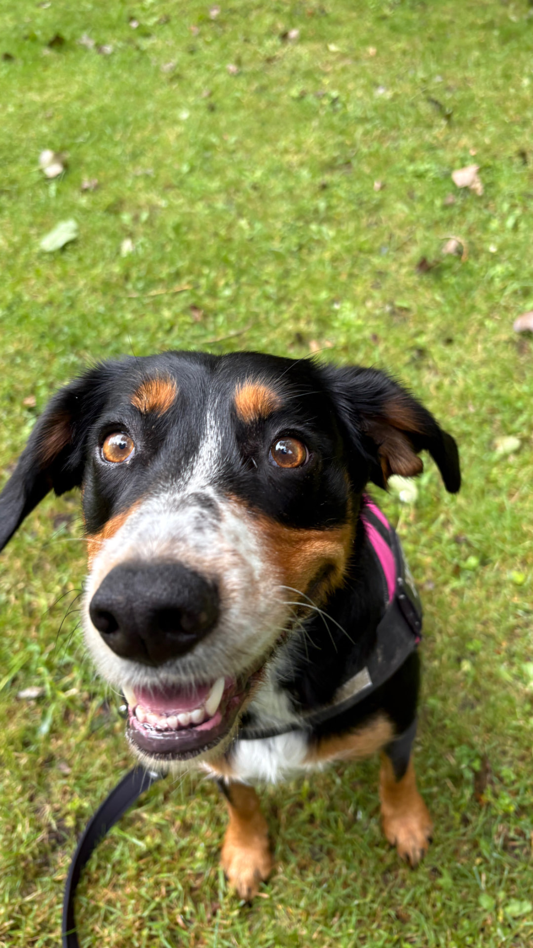 Tricolour dog in a pink harness on the grass
