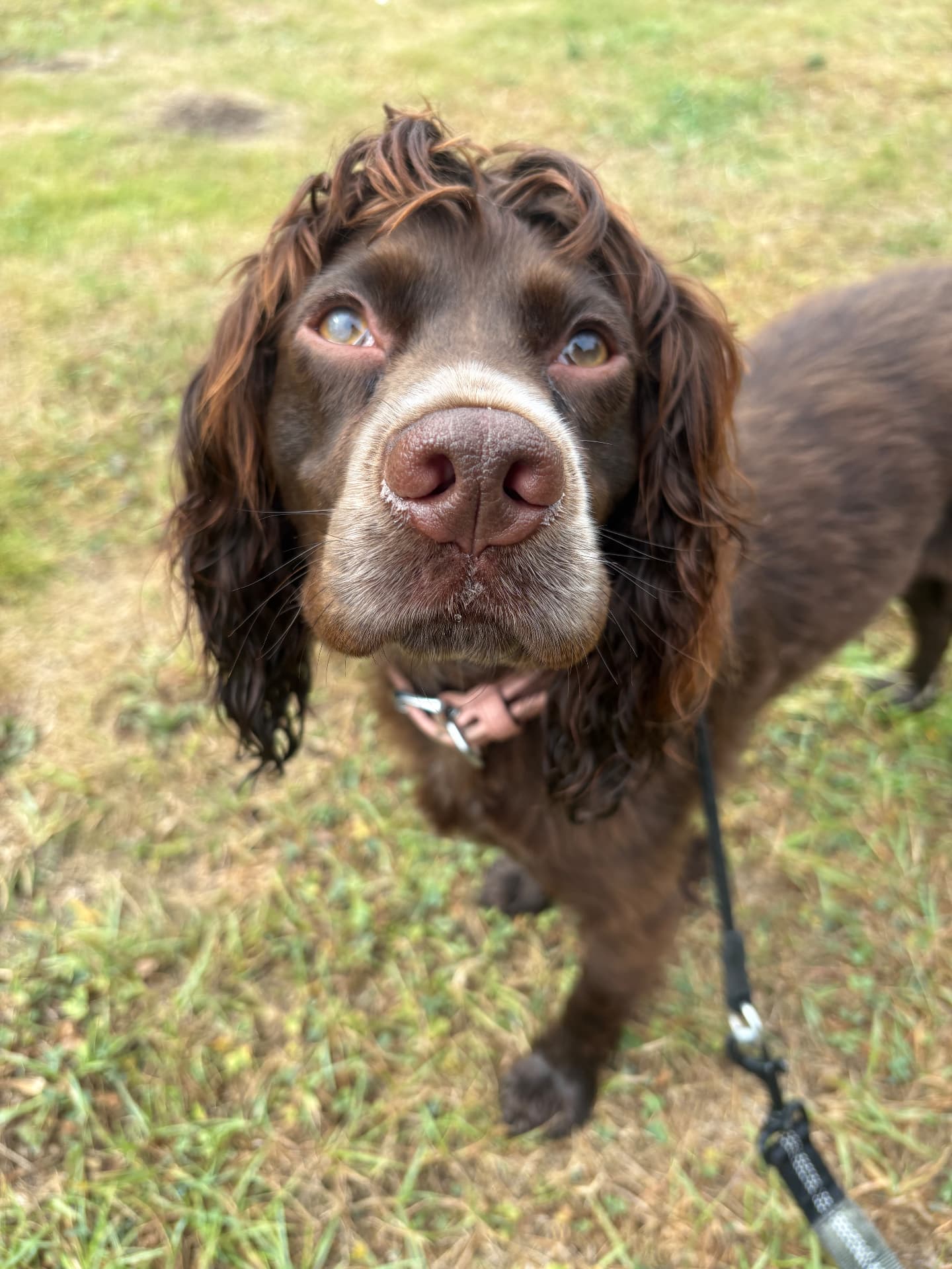 Brown spaniel looking up on a walk