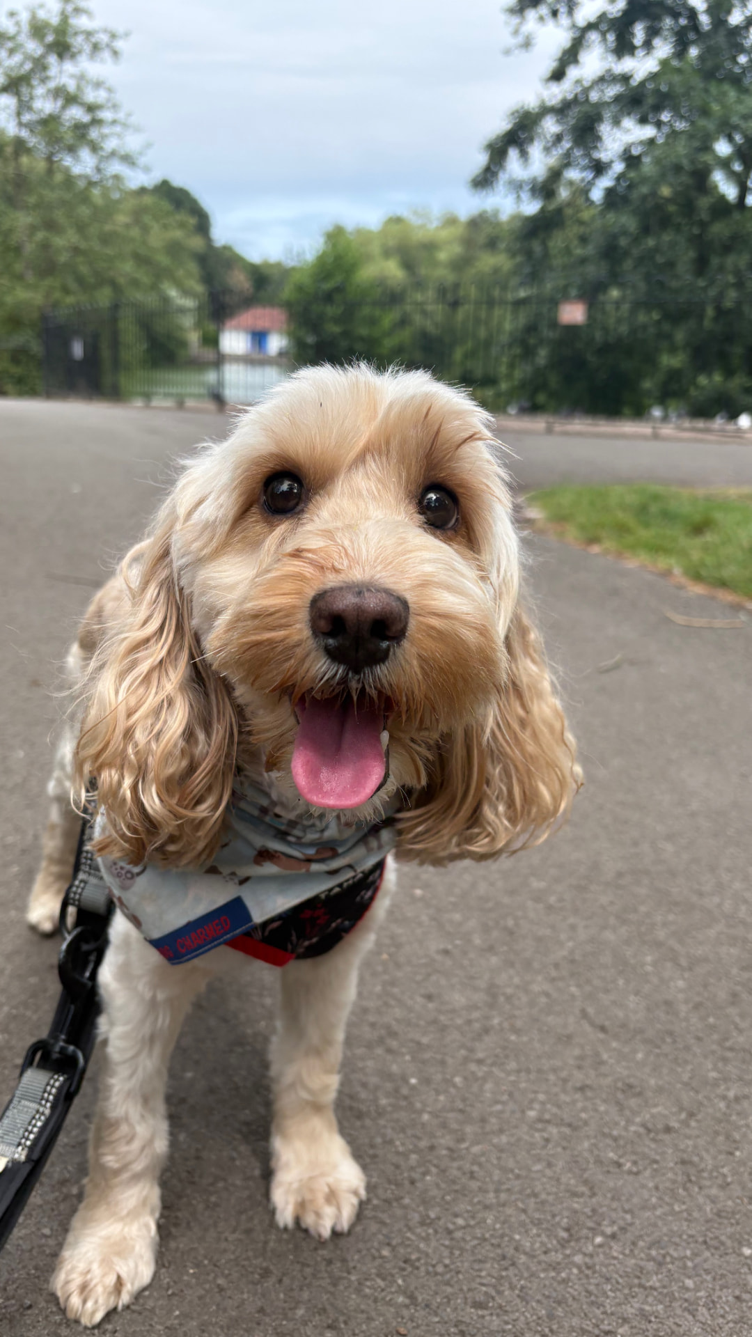 Golden cocker spaniel on a park path