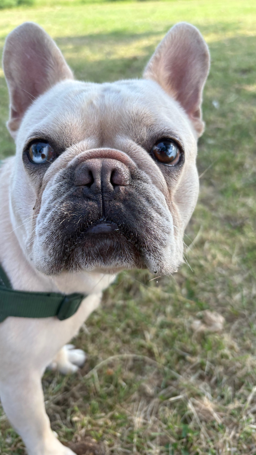 Cream French bulldog close up on the grass