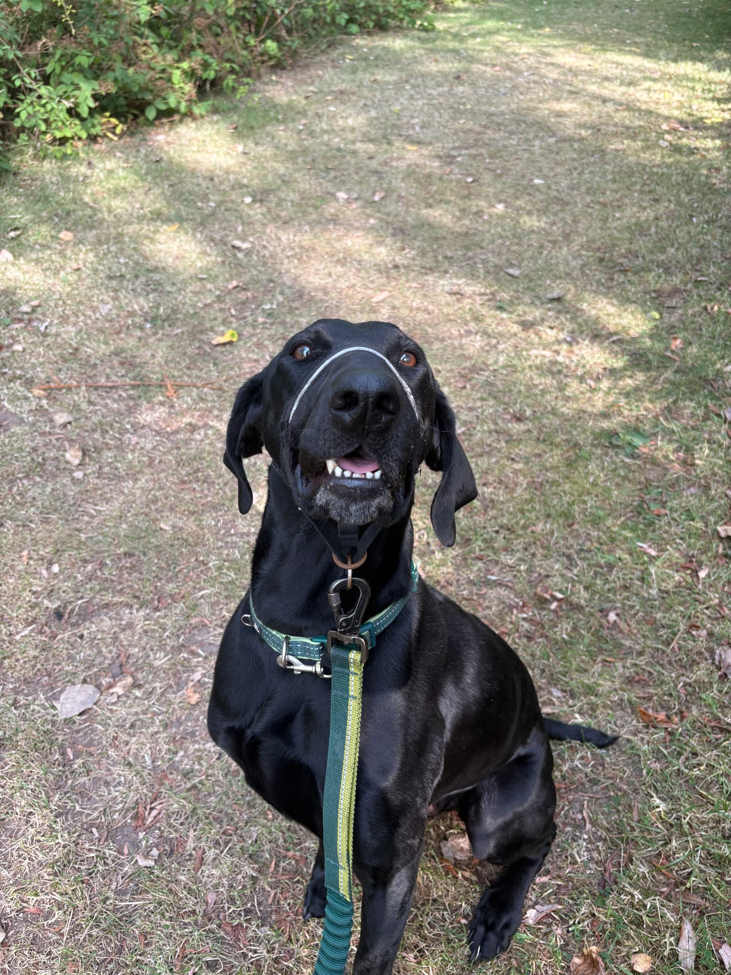 Black dog with a green lead sitting on a path