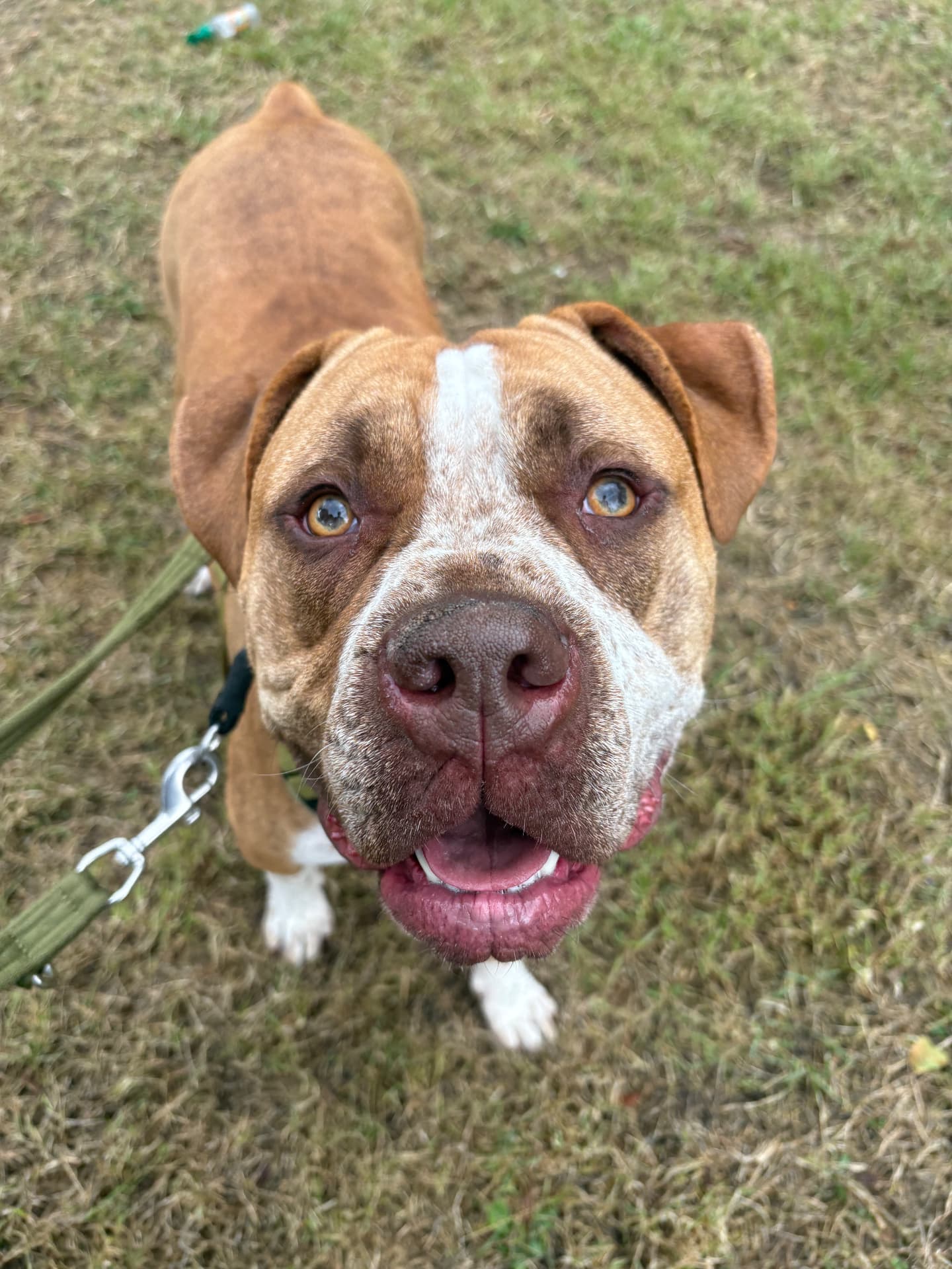Brown and white dog enjoying a walk