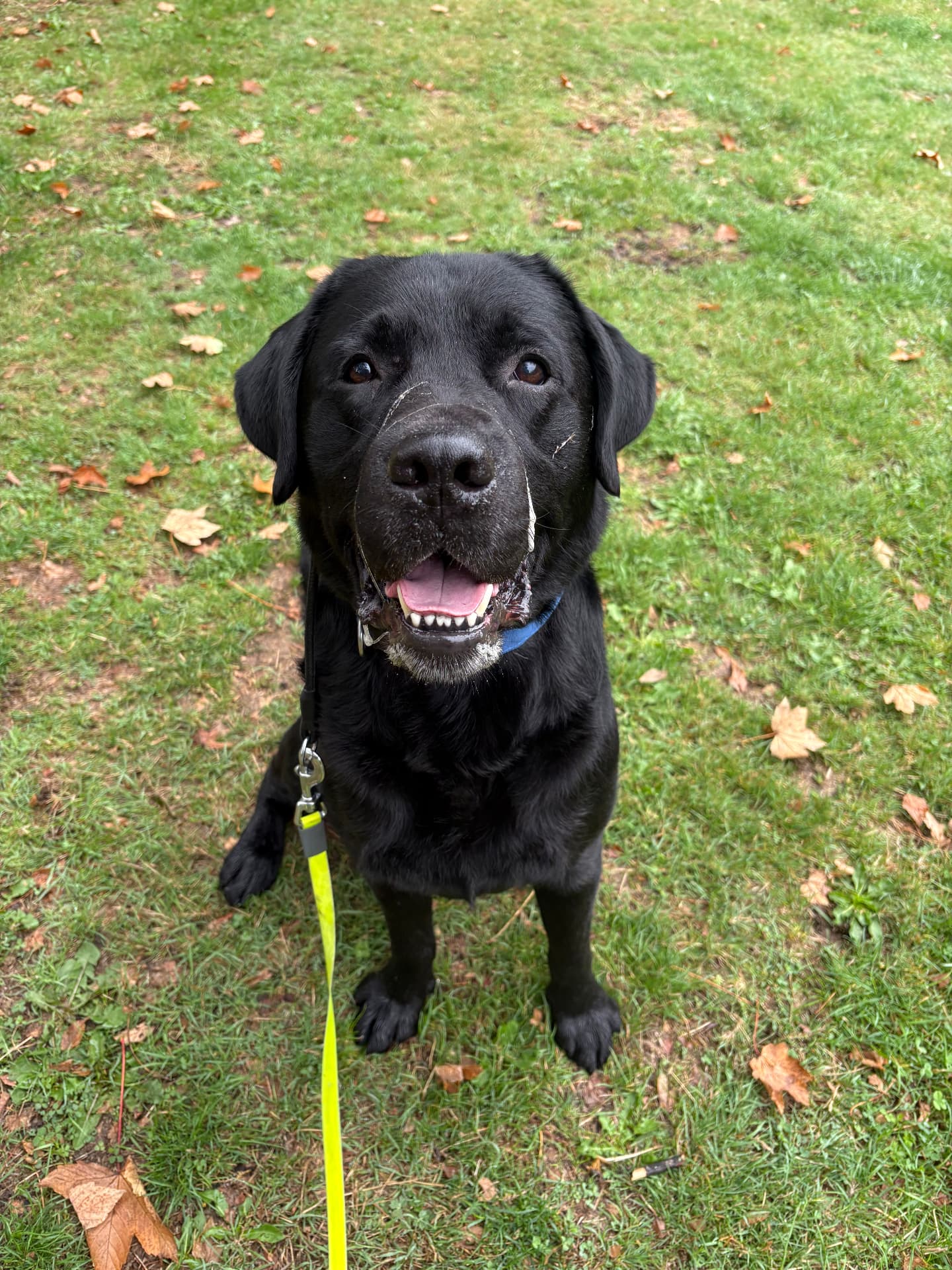 Black dog sitting on grass during a walk